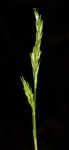 Bome-like sedge